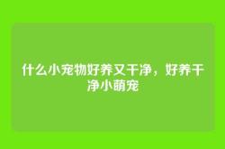 什么小宠物好养又干净，好养干净小萌宠