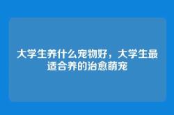 大学生养什么宠物好，大学生最适合养的治愈萌宠