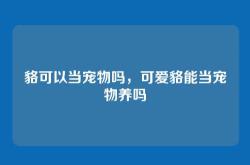 貉可以当宠物吗，可爱貉能当宠物养吗