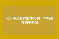 又干净又好养的小宠物，乖巧易养的小萌宠