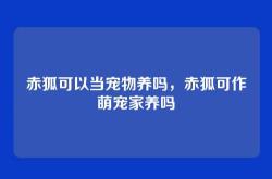 赤狐可以当宠物养吗，赤狐可作萌宠家养吗