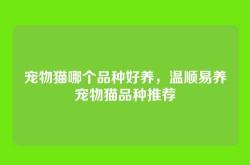 宠物猫哪个品种好养，温顺易养宠物猫品种推荐