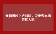 宠物猫晚上会叫吗，爱宠夜半喵声扰人吗