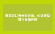 藏獒可以当宠物养吗，凶猛藏獒可当宠物养吗