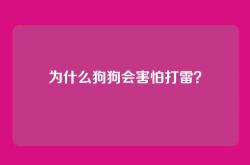 为什么狗狗会害怕打雷？