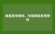 豚鼠是宠物吗，可爱豚鼠是宠物吗