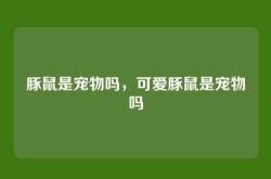 豚鼠是宠物吗，可爱豚鼠是宠物吗