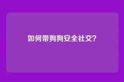 如何带狗狗安全社交？