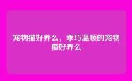 宠物猫好养么，乖巧温顺的宠物猫好养么