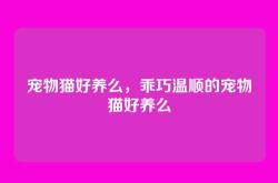 宠物猫好养么，乖巧温顺的宠物猫好养么