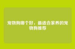 宠物狗哪个好，最适合家养的宠物狗推荐