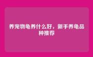 养宠物龟养什么好，新手养龟品种推荐