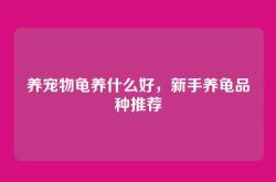 养宠物龟养什么好，新手养龟品种推荐