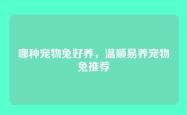 哪种宠物兔好养，温顺易养宠物兔推荐