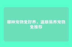 哪种宠物兔好养，温顺易养宠物兔推荐