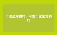 羊驼是宠物吗，可爱羊驼是宠物吗