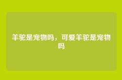 羊驼是宠物吗，可爱羊驼是宠物吗