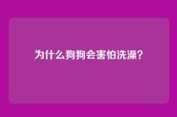 为什么狗狗会害怕洗澡？
