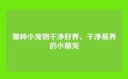 哪种小宠物干净好养，干净易养的小萌宠
