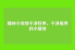 哪种小宠物干净好养，干净易养的小萌宠