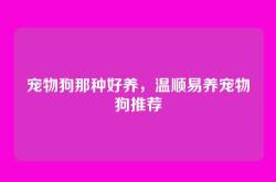 宠物狗那种好养，温顺易养宠物狗推荐