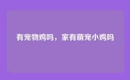 有宠物鸡吗，家有萌宠小鸡吗