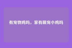 有宠物鸡吗，家有萌宠小鸡吗