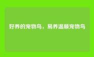 好养的宠物鸟，易养温顺宠物鸟