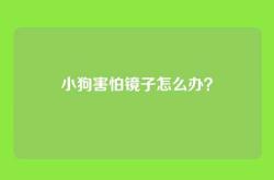 小狗害怕镜子怎么办？