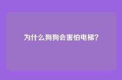 为什么狗狗会害怕电梯？