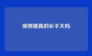 宠物猪真的长不大吗