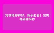 宠物龟哪种好，新手必看！宠物龟品种推荐