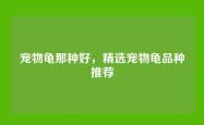 宠物龟那种好，精选宠物龟品种推荐