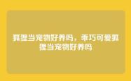 狐狸当宠物好养吗，乖巧可爱狐狸当宠物好养吗