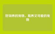 好饲养的宠物，易养又可爱的宠物