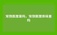 宠物狐狸臭吗，宠物狐狸体味重吗