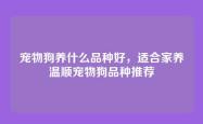 宠物狗养什么品种好，适合家养温顺宠物狗品种推荐