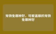 宠物兔哪种好，可爱温顺的宠物兔哪种好
