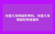 玛雪儿宠物貂好养吗，玛雪儿宠物貂好养易驯吗