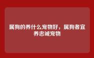 属狗的养什么宠物好，属狗者宜养忠诚宠物