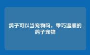 鸽子可以当宠物吗，乖巧温顺的鸽子宠物