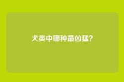 犬类中哪种最凶猛？