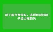 鸽子能当宠物吗，温顺可爱的鸽子能当宠物吗