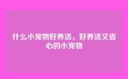 什么小宠物好养活，好养活又省心的小宠物