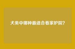 犬类中哪种最适合看家护院？