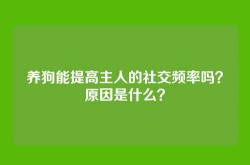 养狗能提高主人的社交频率吗？原因是什么？