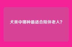 犬类中哪种最适合陪伴老人？