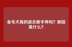 金毛犬真的适合新手养吗？原因是什么？