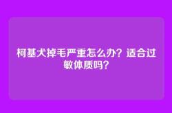 柯基犬掉毛严重怎么办？适合过敏体质吗？