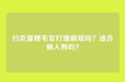 约克夏梗毛发打理麻烦吗？适合懒人养吗？